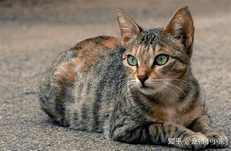 猫来家里生孩子代表什么|俗话说”猫来穷、狗来富“，家里进猫代表什么预兆？需要注意什么